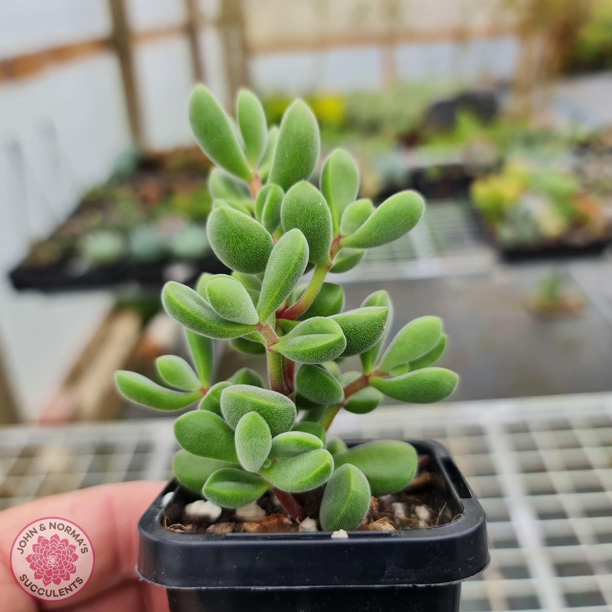 Crassula rogersii 'Green Bobbles'