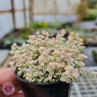 Crassula pellucida subsp. marginalis minima albo variegata 'Little Missy'