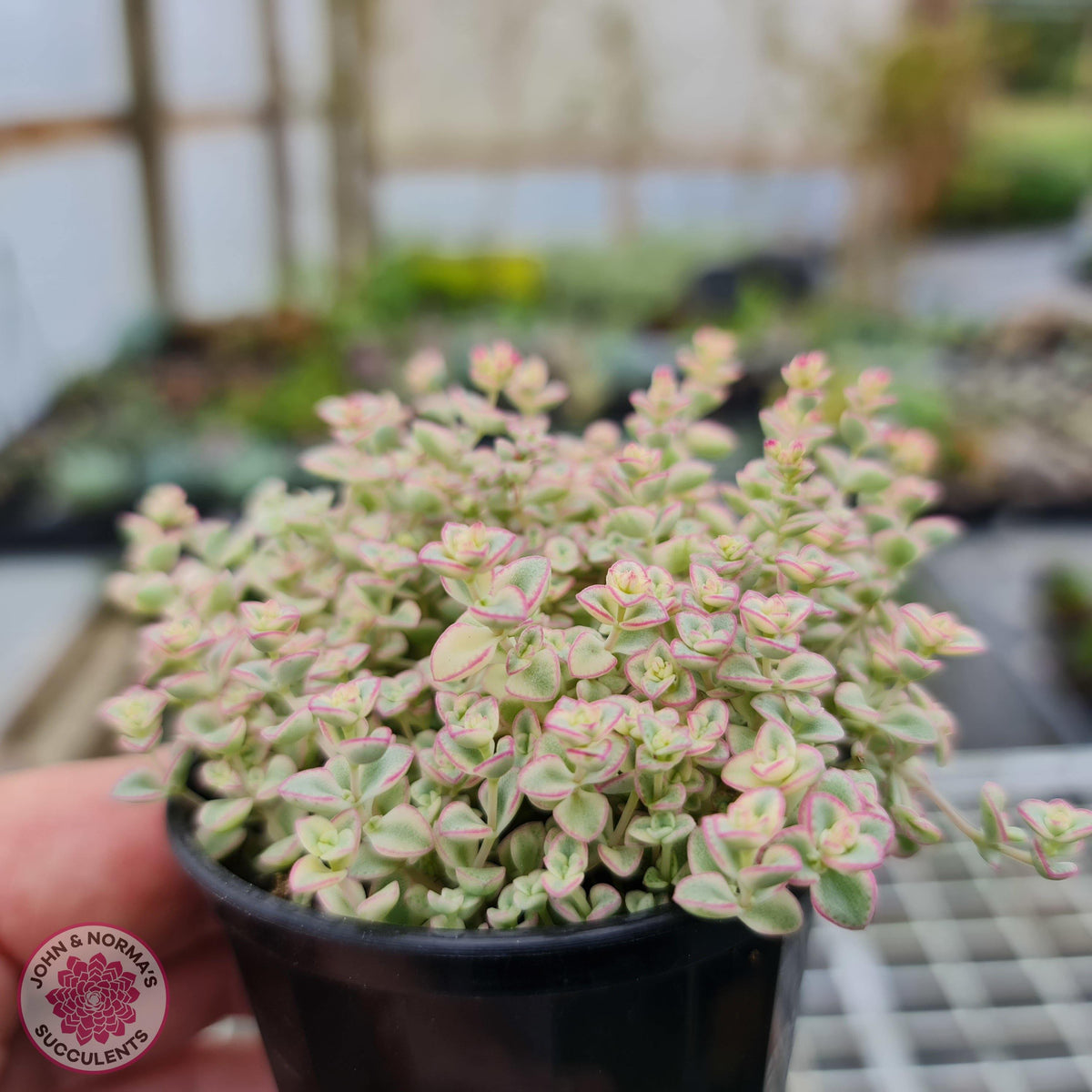 Crassula pellucida subsp. marginalis minima albo variegata 'Little Missy'