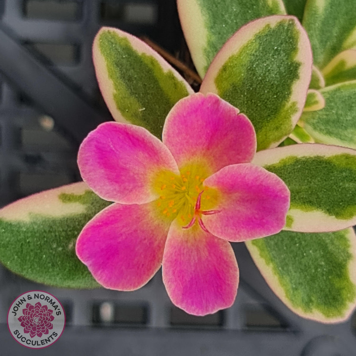 Portulaca oleracea variegata