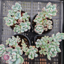 Load image into Gallery viewer, Sedum Comic Tom - Multi Heads - John &amp; Norma&#39;s Succulents
