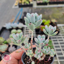 Load image into Gallery viewer, Sedum Comic Tom - Multi Heads - John &amp; Norma&#39;s Succulents
