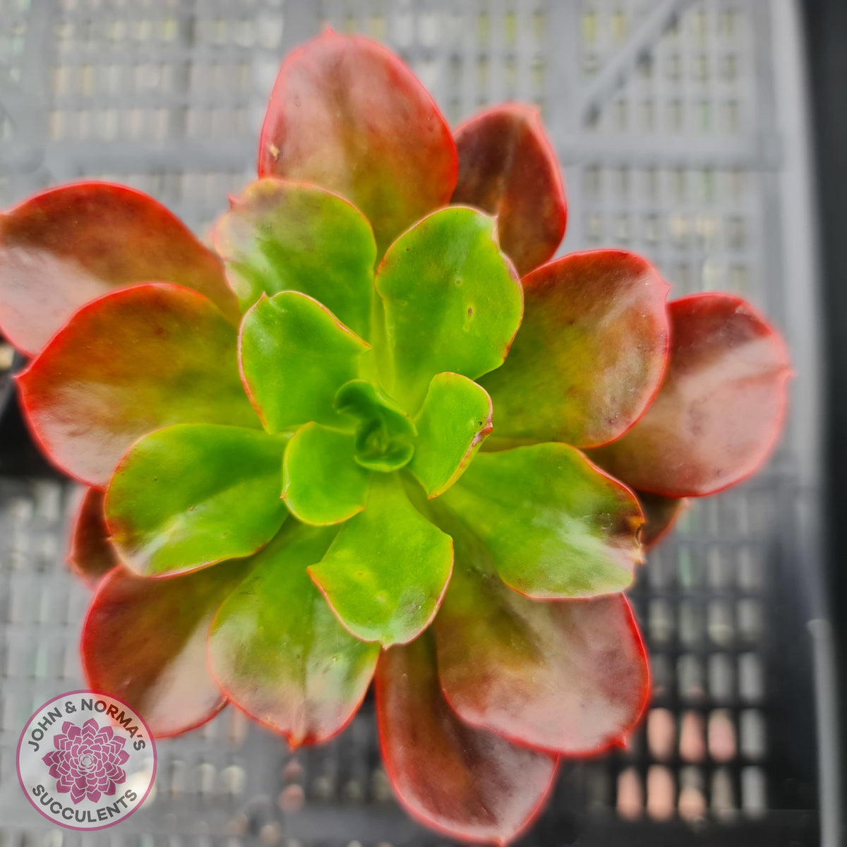 Echeveria multicaulis lipstick