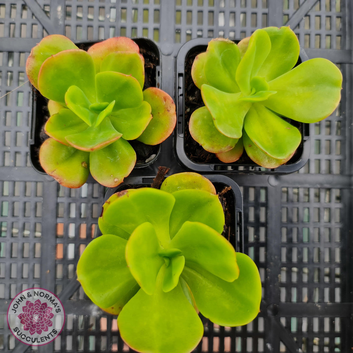 Echeveria Ginmei-Tennyo