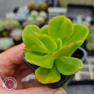 Echeveria Ginmei-Tennyo