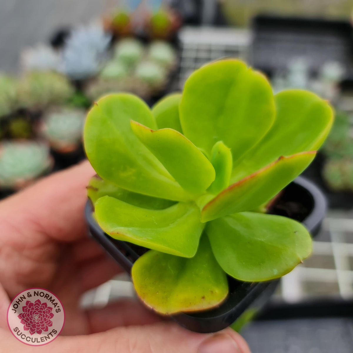 Echeveria Ginmei-Tennyo