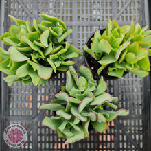 Load image into Gallery viewer, Crassula ovata undulata &#39;Ripple Jade&#39; - John &amp; Norma&#39;s Succulents
