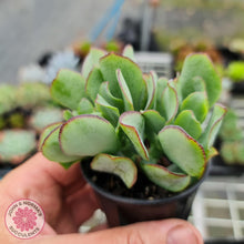 Load image into Gallery viewer, Crassula ovata undulata &#39;Ripple Jade&#39; - John &amp; Norma&#39;s Succulents
