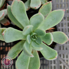 Echeveria 'Cleone'