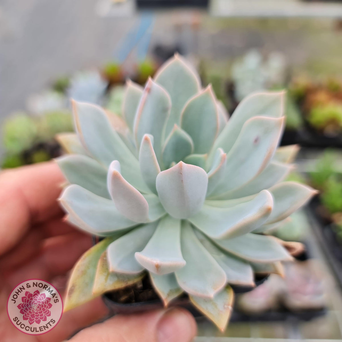 Echeveria Prunella