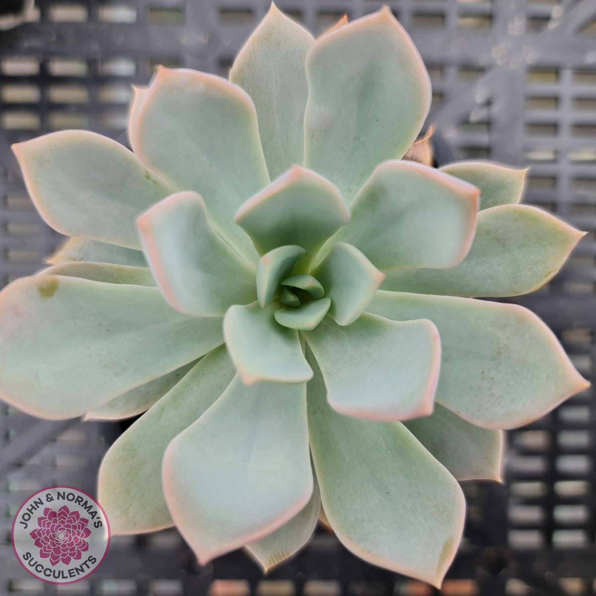 Echeveria Prunella