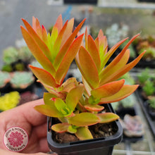 Load image into Gallery viewer, Crassula Capitella Campfire - John &amp; Norma&#39;s Succulents
