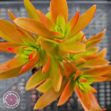 Load image into Gallery viewer, Crassula Capitella Campfire - John &amp; Norma&#39;s Succulents
