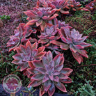 Graptoveria Fred Ives