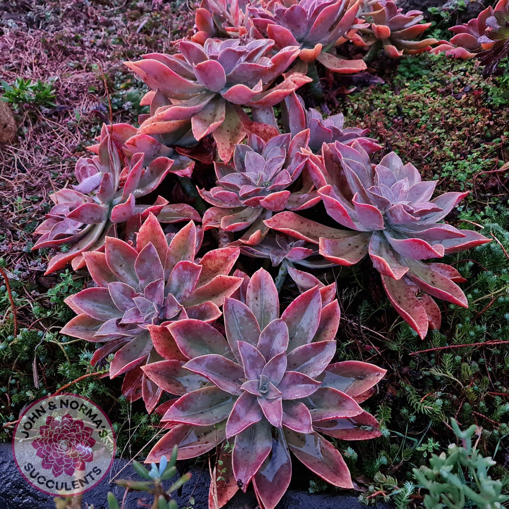 fred ives succulent Buy Graptoveria Fred Ives Australia