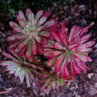 Aeonium Mardi Gras
