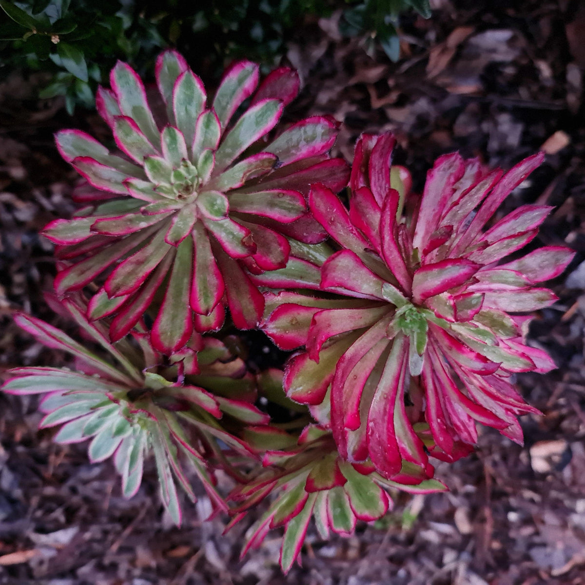 Aeonium Mardi Gras