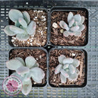 Pachyphytum garciae 'Green Apple'