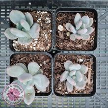 Load image into Gallery viewer, Pachyphytum Green Apple - John &amp; Norma&#39;s Succulents
