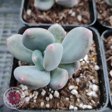 Load image into Gallery viewer, Pachyphytum Green Apple - John &amp; Norma&#39;s Succulents
