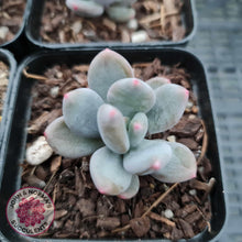 Load image into Gallery viewer, Pachyphytum Green Apple - John &amp; Norma&#39;s Succulents
