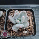 Pachyphytum garciae 'Green Apple'