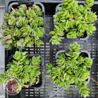 Crassula lanuginosa var. pachystemon 'David'