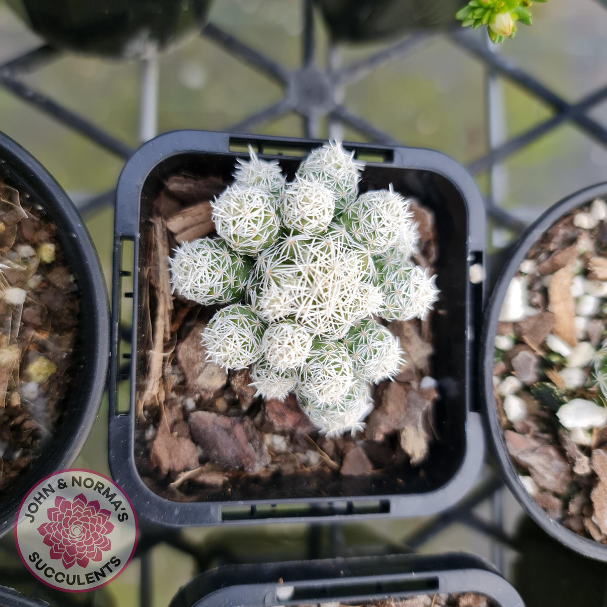 Mammillaria gracilis fragilis 'Thimble Cactus'
