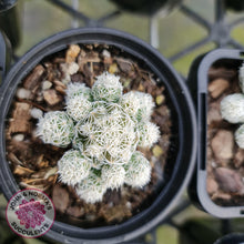 Load image into Gallery viewer, Mammillaria gracilis fragilis (Thimble Cactus) - John &amp; Norma&#39;s Succulents
