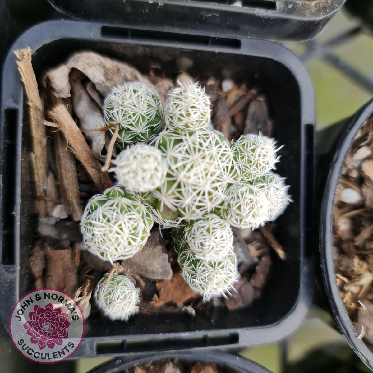 Mammillaria gracilis fragilis 'Thimble Cactus'