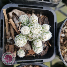 Load image into Gallery viewer, Mammillaria gracilis fragilis (Thimble Cactus) - John &amp; Norma&#39;s Succulents
