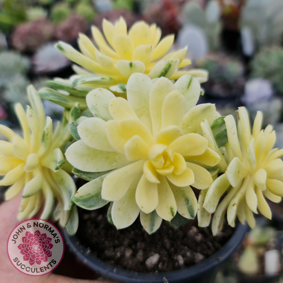 Aeonium Castello-Paivae Variegata 'Suncup'