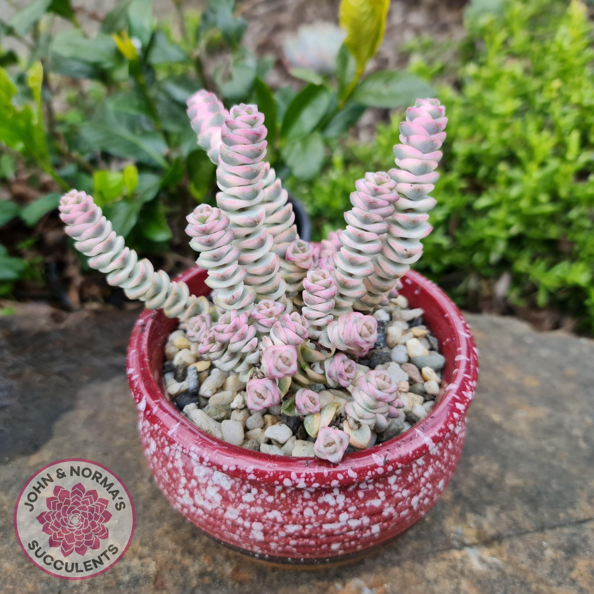 UGALOO Succulent Live Plant String of Buttons Crassula perforata -  Succulent Plant : Amazon.in: Garden & Outdoors