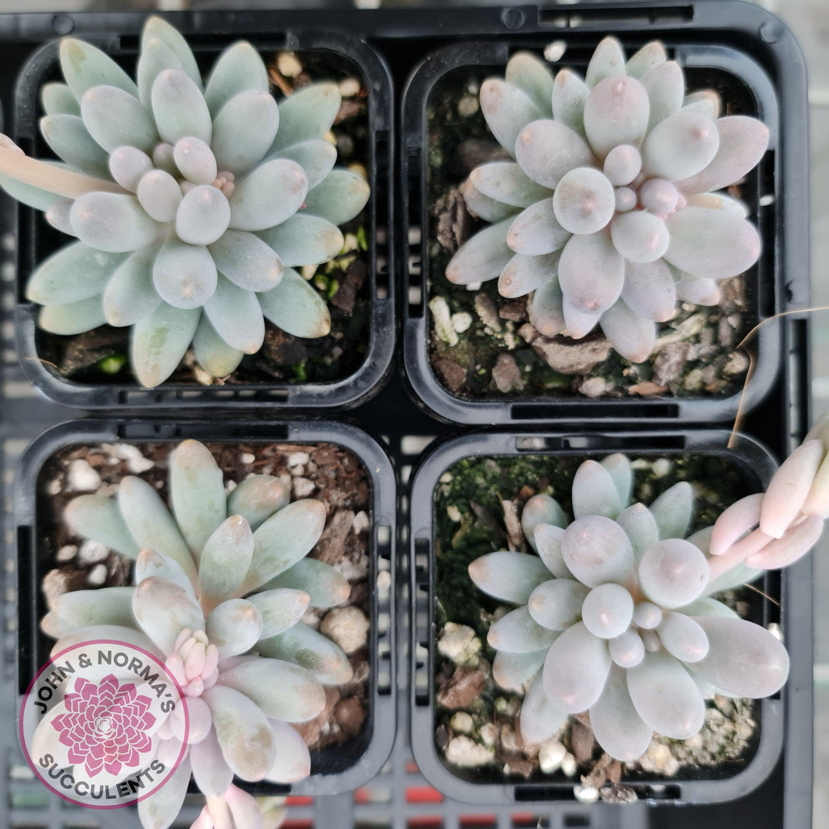 Pachyphytum Baby Finger - Single head