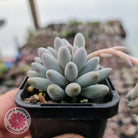 Pachyphytum Baby Finger - Single head