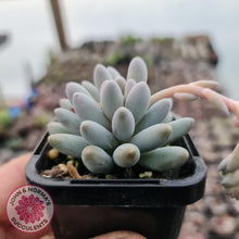 Load image into Gallery viewer, Pachyphytum Baby Finger - Single head - John &amp; Norma&#39;s Succulents
