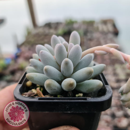 Pachyphytum Baby Finger - Single head - John & Norma's Succulents