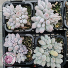 Pachyphytum Baby Finger - Multi Heads