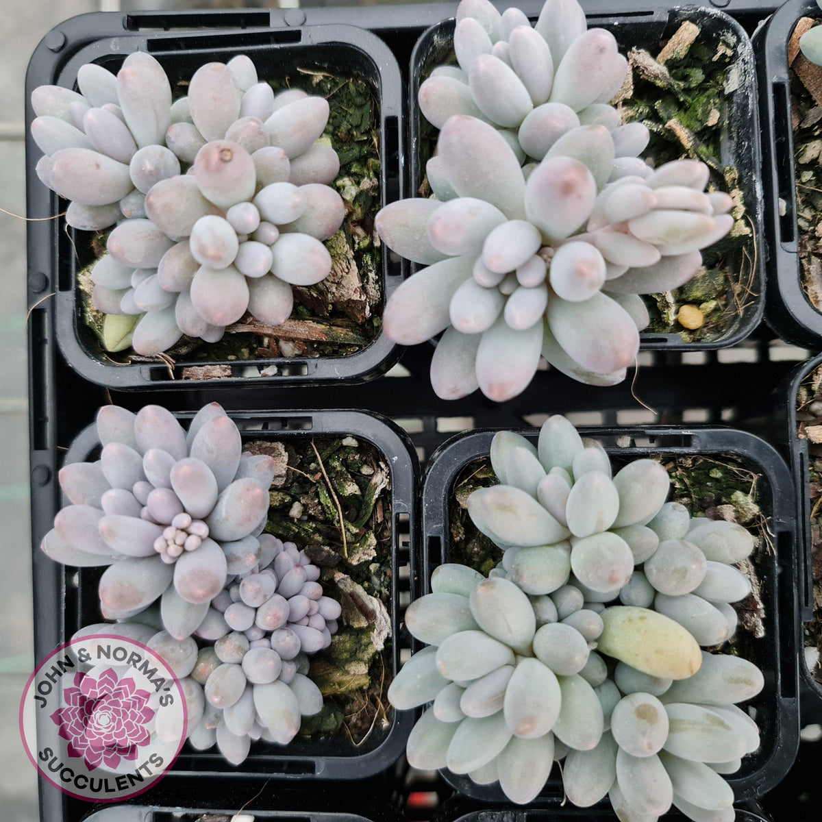 Pachyphytum Baby Finger - Multi Heads
