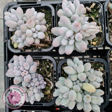 Load image into Gallery viewer, Pachyphytum Baby Finger - Multi Heads - John &amp; Norma&#39;s Succulents
