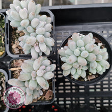 Load image into Gallery viewer, Pachyphytum Baby Finger - Multi Heads - John &amp; Norma&#39;s Succulents
