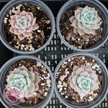 Load image into Gallery viewer, Echeveria Pink Star - John &amp; Norma&#39;s Succulents
