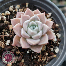 Load image into Gallery viewer, Echeveria Pink Star - John &amp; Norma&#39;s Succulents
