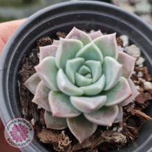 Load image into Gallery viewer, Echeveria Pink Star - John &amp; Norma&#39;s Succulents
