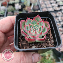 Load image into Gallery viewer, Echeveria Soul Heart - John &amp; Norma&#39;s Succulents
