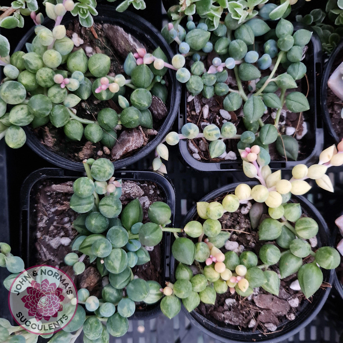 Senecio 'Angels Tears'