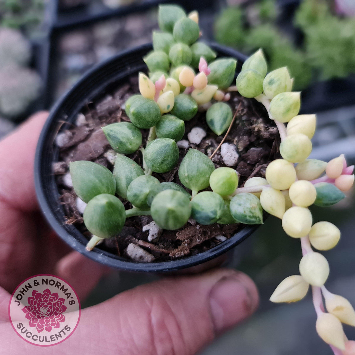 Senecio 'Angels Tears'