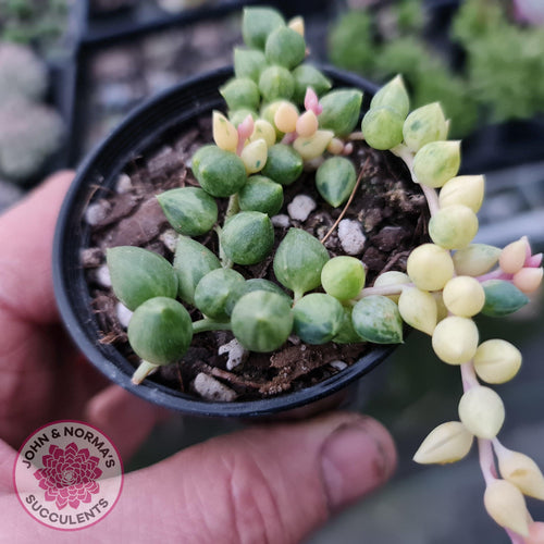 Senecio 'Angels Tears' - John & Norma's Succulents