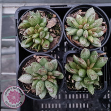 Load image into Gallery viewer, Adromischus hemisphaericus - John &amp; Norma&#39;s Succulents
