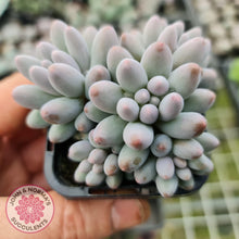 Load image into Gallery viewer, Pachyphytum Baby Finger - Multi Heads - John &amp; Norma&#39;s Succulents
